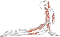 Anatomy and Yoga Brush Up Course