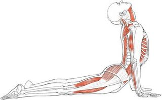 yoga-anatomy-in-yoga-asana.jpg